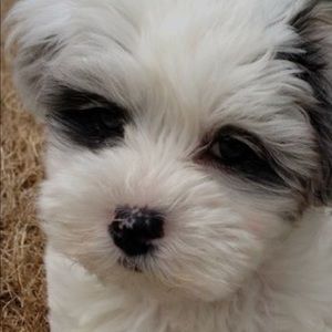 Meet your Posher, Kellam